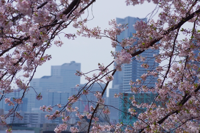 みなとみらいの桜を楽しむコースやイベント ランチは さくらフェスタ体験談 Toi Toi Toi