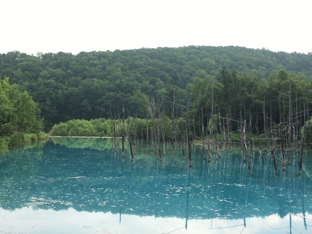 朝の青い池